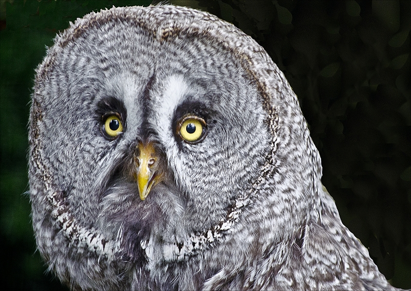 465 - CHOUETTE - BUELINCKX LILI - belgium.jpg